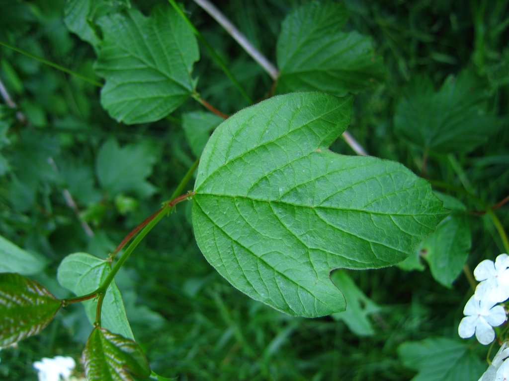 Viburnum opulus